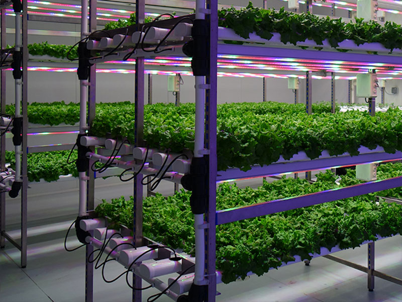 15_Grow-to-Green-Indoor-Vertical-Farming-Plant-Factory-for-Controlled-Environment-Agriculture_0102-CAPA